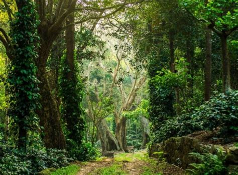 Diajak Mancing Penghuni Hutan, Tersesat di Belantara