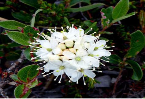 Health Benefits of Labrador Tea - Properties & Uses