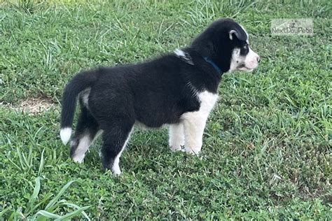 Togo: Siberian Husky puppy for sale near St Louis, Missouri. | dc1c4e14f1