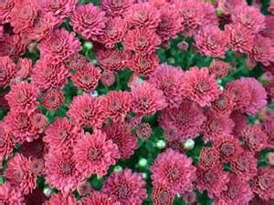 Pink Garden Mum - Plant Library - Pahl's Market - Apple Valley, MN