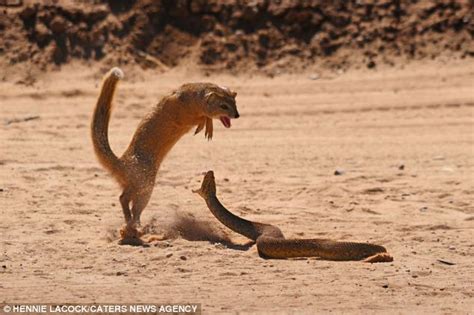 Mongoose v/s Cobra Faceoff - The Fight Is Pretty Gory Sight ...