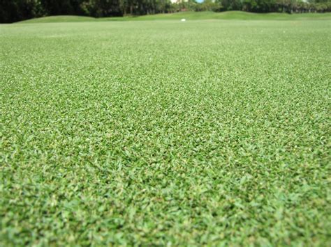 Seashore Paspalum - Species | GeorgiaTurf