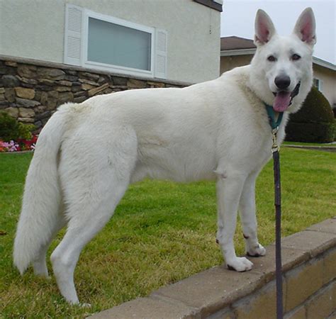 Mini White German Shepherd