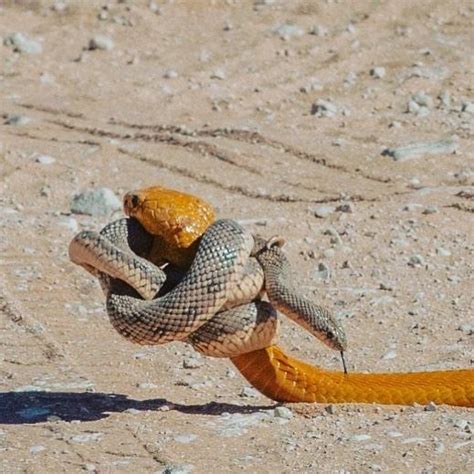 Africa Photography by Corlette on Instagram: “Cape Cobra with a mole snake...quite a fight but ...