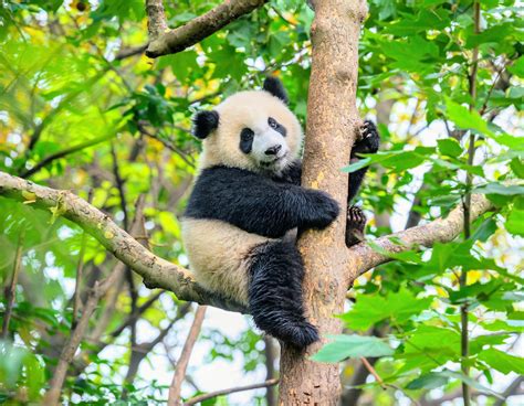 The popularity of giant pandas does not protect their neighbors - Earth.com