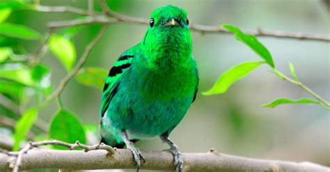 Bellezas aviares vibrantes: Descubriendo las aves verdes de las Américas - Thesenholding