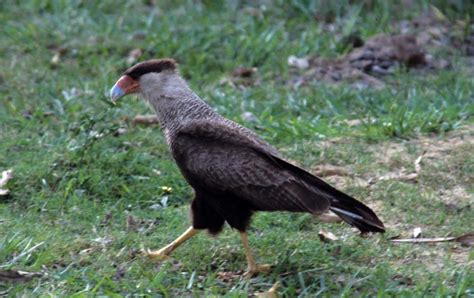 Falconidae - falcons, caracaras | Wildlife Journal Junior