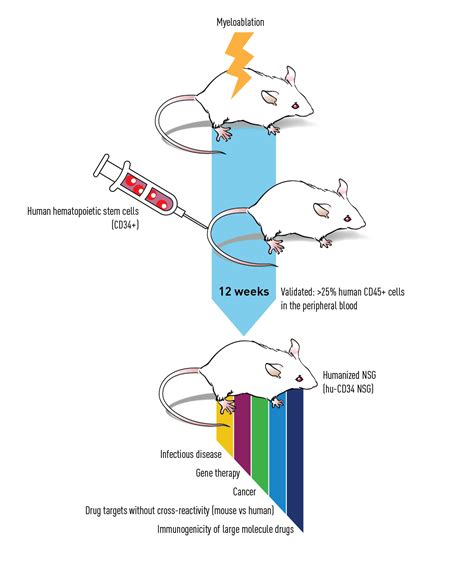 CD34+ Humanized Mice - JAX