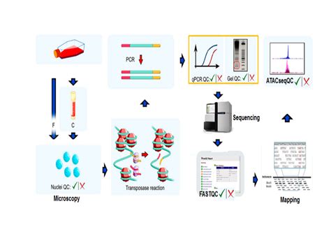 Best practices on ATAC-seq QC and data analysis • ATACseqQCWorkshop