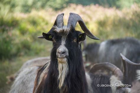 Dutch Landrace Goat • National Park De Maasduinen • Horns | © Jeroen Drummen | Animals, Cute ...