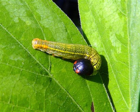 Florida Caterpillars (Including Hairy and Fuzzy) with Pictures ...