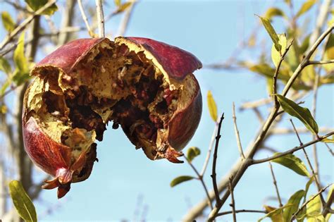 Pomegranate Tree Diseases - Tips For Treating Pomegranate Fruit ...