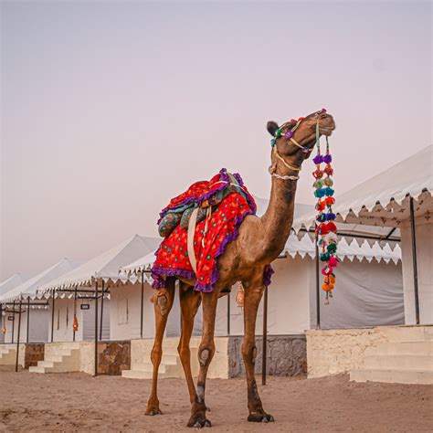 Sam sand dunes Jaisalmer-The Carvaan Resort