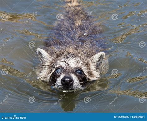 A Baby Raccoon Swimming Towards the Camera. Stock Photo - Image of mammal, camera: 123086230