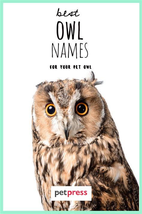 Owl Names: The 300 Most Popular Names for Owls - PetPress