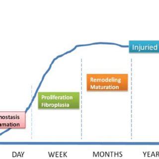 Biomechanic process of tendon healing 27 Şekil 2. Tendon iyileşmesinin ...