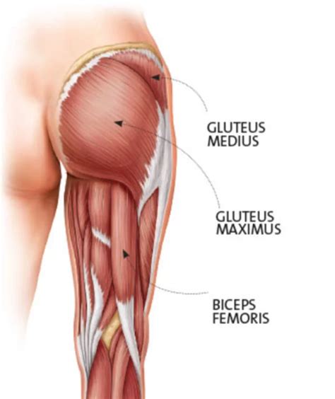 Glute Muscles Anatomy