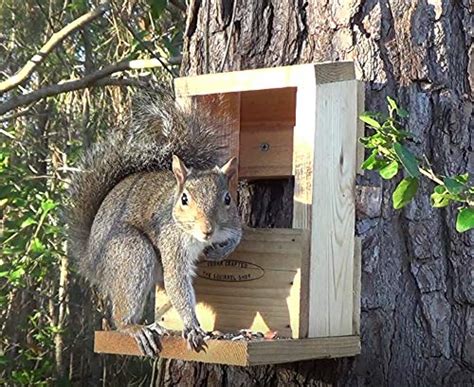 Classic Squirrel Feeder with Peanuts | Pricepulse