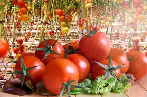 Indoor Hydroponic Gardening Tomatoes | Fasci Garden