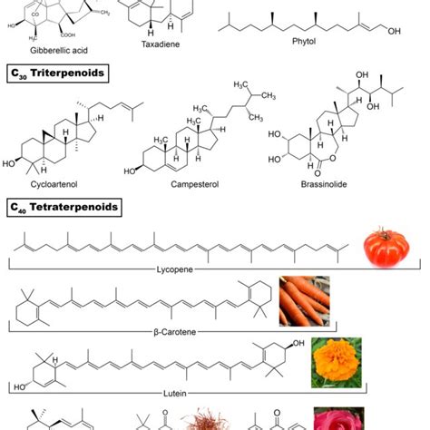 1. – Examples of different classes of terpenoids by chain length and ...