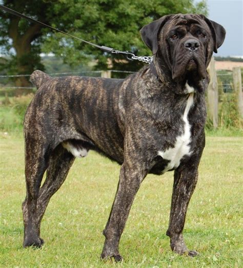 MorsoRosso: STORIE & STANDARD - CANE CORSO | Mastiff dog breeds ...