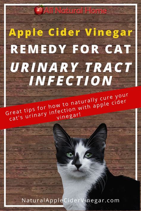 Apple Cider Vinegar Remedy for Cat Urinary Tract Infections (UTI) - All ...