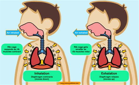 Aula EcoPlanet: THE RESPIRATORY SYSTEM.