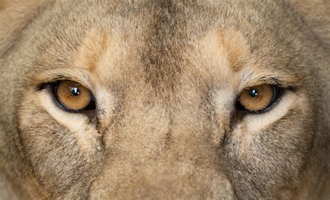 Premium Photo | Female lion eyes close up