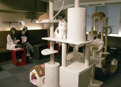 Could Boston’s cat cafe dreams finally come true? - The Boston Globe