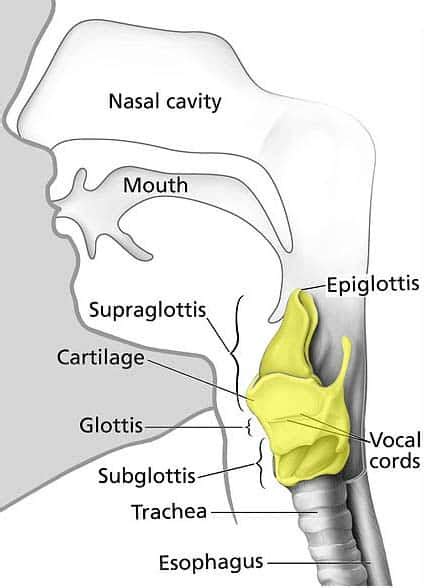 The Larynx - Cartilages - Muscles - TeachMeAnatomy