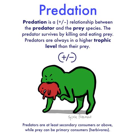 Predation Between Animals