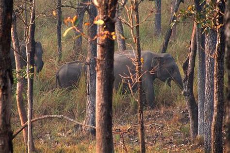 Wayanad Wildlife Sanctuary, Kalpetta