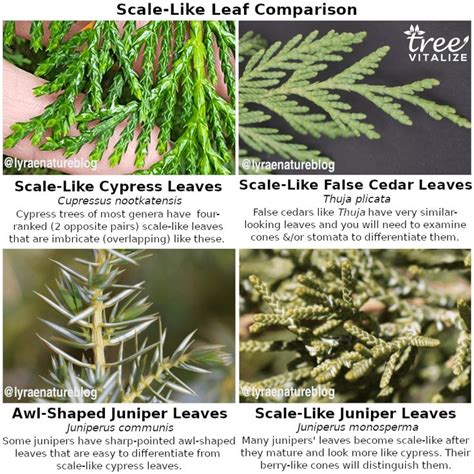 14 Different Types of Cypress Trees & Their Identifying Features in ...