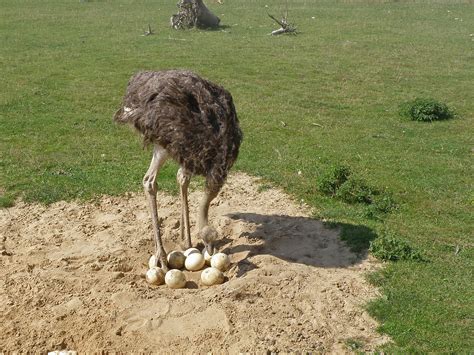 Ostrich-ize your Leadership | Work In Progress Coaching