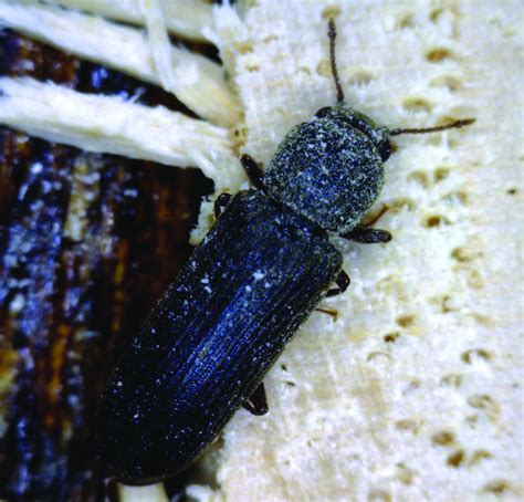 Wood-Destroying Insects – Managing a Powder Post Beetle Infestation