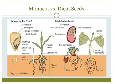 Monocot vs dicot | Enviro | Pinterest | Science, Biology and Seeds