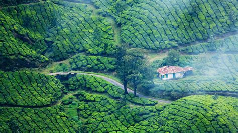 Munnar : History, Sightseeing, How To Reach & Best Time To Visit