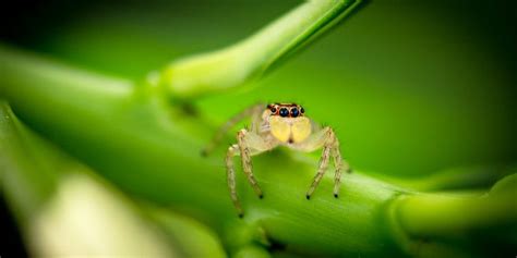 Arachnophobia Photo Contest - ViewBug.com