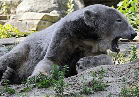 15 Animal Hybrids You Didn’t Know About: Grolar Bears, Yakalos ...