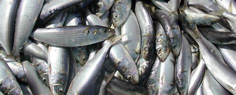 Indian Oil Sardine Sea Food at best price in Raigad by Aroma Seafoods ...