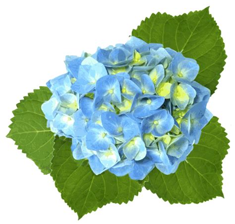 Blue Hydrangea Free Images at Clker.com vector clip art online - Hydrangea