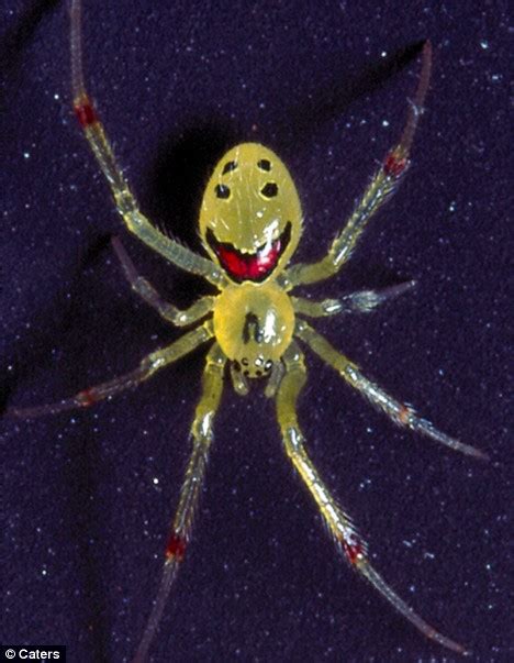 Meet the happy-faced spider sure to make you smile | Daily Mail Online