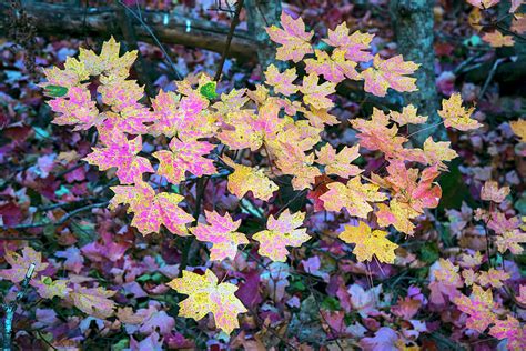 Oak Creek Canyon fall colors Photograph by Dave Dilli - Fine Art America