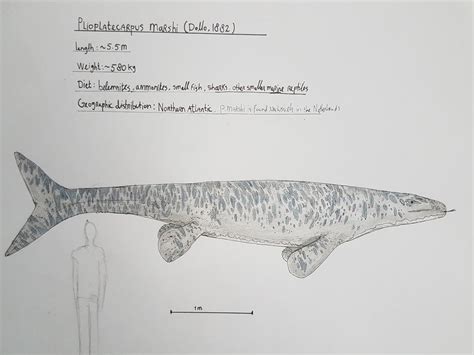 Maastricht formation: Plioplatecarpus marshi by Corallianassa on DeviantArt