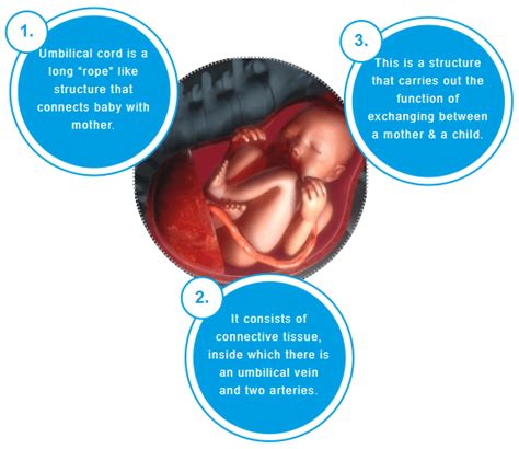 What is Cord Blood