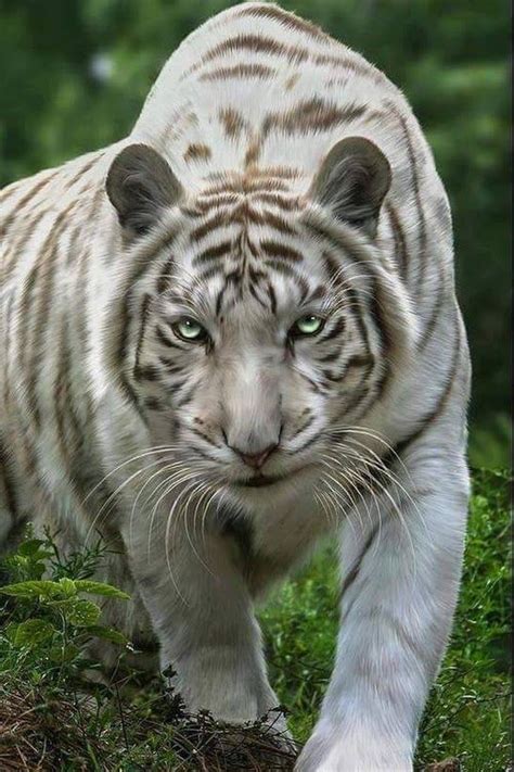 White tiger | Big cat rescue, Melanistic animals, Big cats