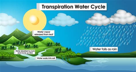 Free Vector | Diagram showing transpiration water cycle