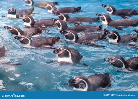 Group of Penguins Swimming Together Stock Image - Image of group, white ...