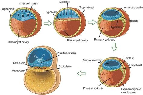 There Are Three Types Of Body Cavity And Germ Layer - BEST GAMES ...