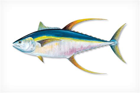 Yellowfin Tuna - Florida Sportsman